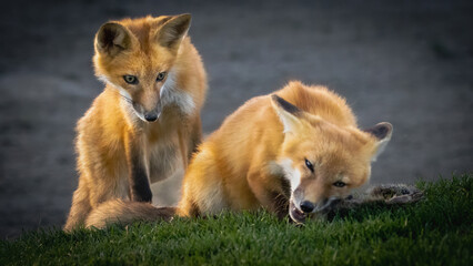 A pair of red foxes fighting over a dead squirrel