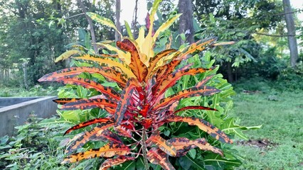 Vibrant Croton Plant Leaves, Colorful Codiaeum Variegatum Foliage in Tropical Garden, Ornamental Shrub   © Muhammad Nashieh