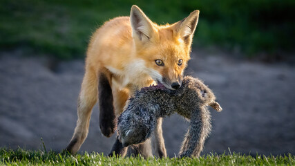 A Red Fox Pup with its squirrel prey