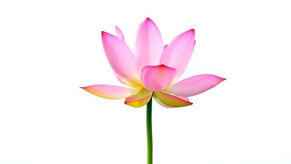 Obraz premium Pink Lotus Flower A Stunning Close-Up Image of a Delicate Aquatic Bloom