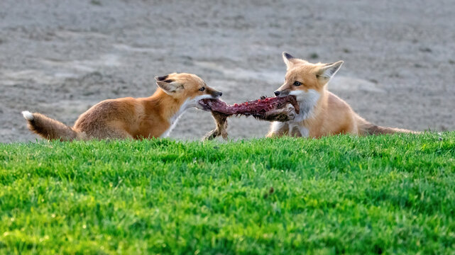 A pair of red foxes fighting over a dead squirrel