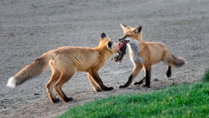 A pair of red foxes fighting over a dead squirrel
