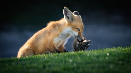 A Red Fox Pup with its squirrel prey