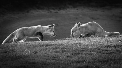 A pair of foxes sizing each other up