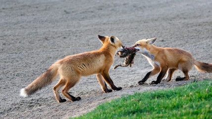 A pair of red foxes fighting over a dead squirrel
