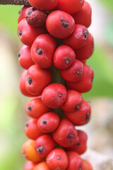 Close Up of Bright Red Wild Arum Berries in Natural Setting