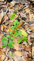 leaves on the ground