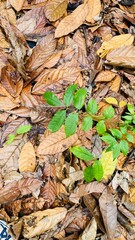 autumn leaves background