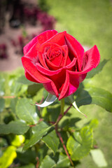 Beautiful red garden rose, in Ecuador.