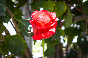 Beautiful red garden rose, in Ecuador.