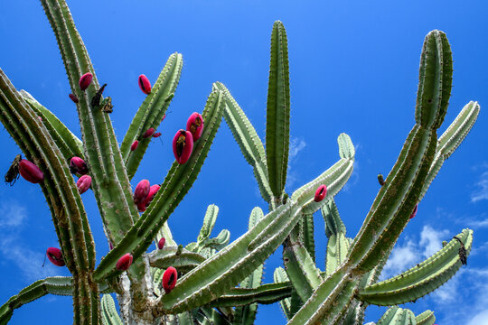 Mandacaru cactus with red fruits in the Caatinga biome of S&atilde;o Jo&atilde;o do Cariri, Para&iacute;ba, Brazil.