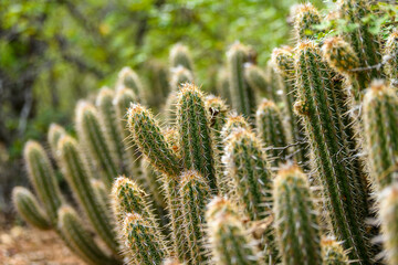 Xique-xique cactus in the Caatinga biome of São João do Cariri, Paraíba, Brazil.