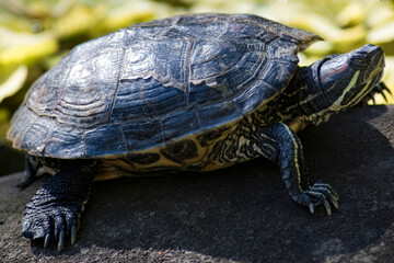 The Red-Eared Slider (Trachemys scripta elegans), a subspecies of Pond Slider. 