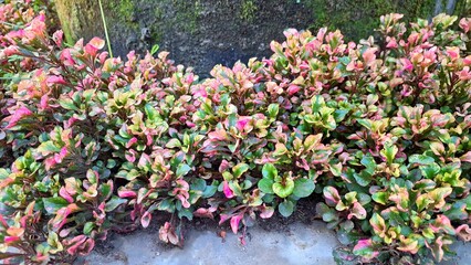 Colorful Alternanthera Plant Texture from Above with Lush Botanical Pattern, Decorative Garden Foliage for Eco-Themed Backgrounds and Nature-Inspired Design	