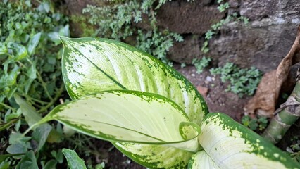 Exotic Dieffenbachia Leaf Close-Up: Striking White and Green Variegation, Lush Tropical Plant...