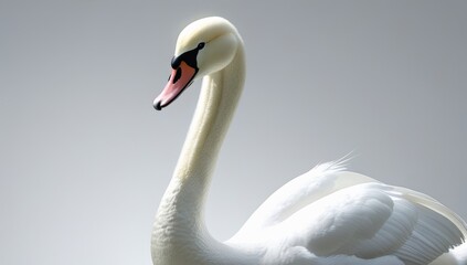 Elegant white swan portrait with graceful neck and subtle grey background