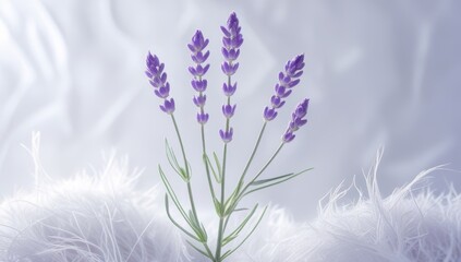 Gentle Lavender Blossoms against a soft White Backdrop for Tranquil Aromatherapy