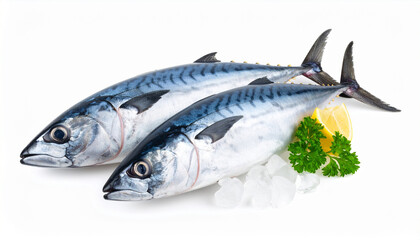 Atlantic Bonito Fish Isolated on White Background &ndash; Fresh Seafood Close Up Photo