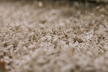 Industrial Production of Sunflower Seeds – Factory Processing Line