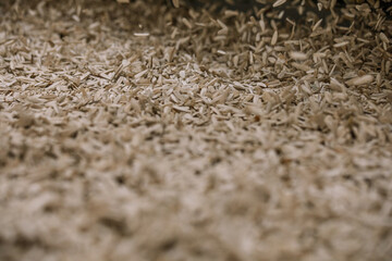 Industrial Production of Sunflower Seeds – Factory Processing Line