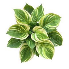 Hosta plant top view green and white leaves isolated on transparent background