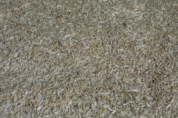  Industrial Production of Sunflower Seeds – Factory Processing Line