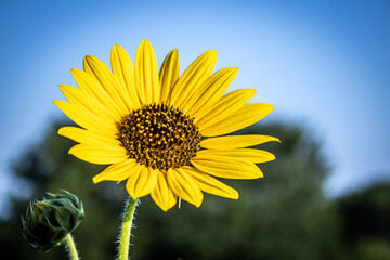sunflower on blue sky