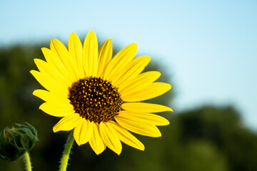 yellow sunflower against blue sky