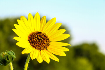 yellow sunflower against blue sky