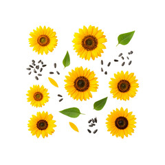 Vibrant yellow sunflowers with seeds and leaves on transparent background head