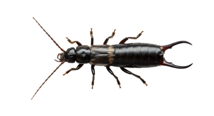 Detailed Closeup of a Black and Gray Ground Beetle