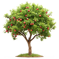 Fototapeta premium Apple tree isolated on white background