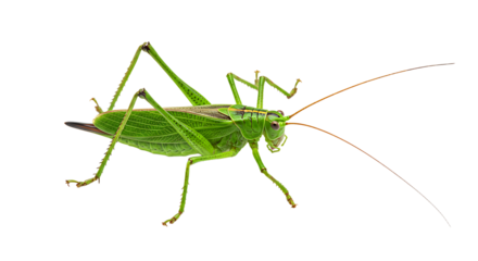 Detailed CloseUp of a Vibrant Green Katydid Insect with Antennae