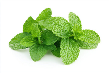Fresh Mint Leaves-Nature's Refreshing Herb