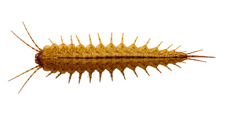 Obraz premium Detailed Dorsal View of a Spiked Segmented YellowishBrown Beetle Larva
