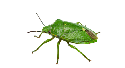 Detailed Macro Shot of a Vibrant Green Shield Bug Insect
