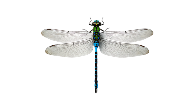 Detailed Overhead View of a Vibrant Dragonfly with Delicate Wings