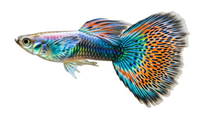 Beautiful colorful guppy fish aquatic pet tropical fish tank vibrant exotic aquarium fish macro photography on transparent background