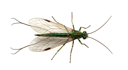 Iridescent Green Sawfly with Veined Wings and Long Antennae CloseUp
