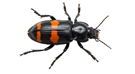 Striking Beetle with Orange Stripes and Detailed Antennae Top View