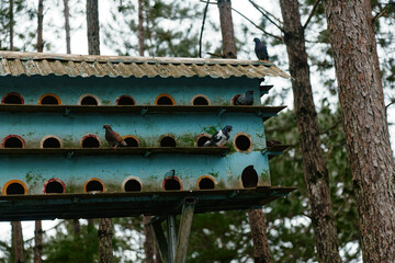 Colorful birdhouse in the forest with active pigeons exploring their environment, showcasing nature and wildlife in a serene setting