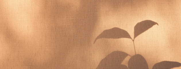 Window and soft sunrise sunlight, shadows on background with casting floral shadows. Light pink....