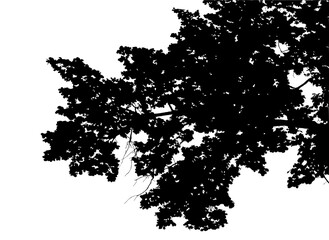Obraz premium Illustration, silhouette of oak branch on white background