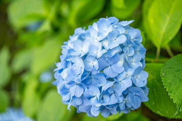 Obraz premium 青い紫陽花