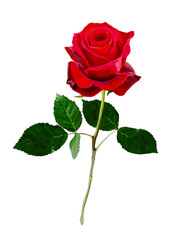 Naklejka premium バラの花（レッド）