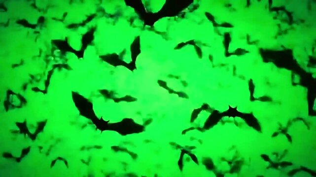 Bats Flying towards Camera A swarm of bats appears and flies towards the camera. Colony of bats flying across the frame, on a green background