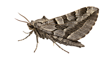 Detailed Gray Moth with Intricate Wing Patterns and Feathery Antennae