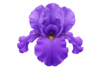 Purple iris flower blooming, revealing detailed petal texture, transparent background highlighting botanical elegance