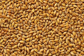 Heap of Golden Brown Wheat Seeds Close-up
