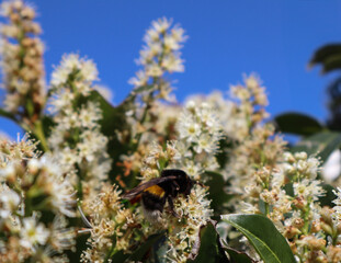 Close-up photo of a bumblebee flying among blooming white flowers with a vivid blue sky in the background, showcasing nature’s pollination process, insect activity, springtime garden life